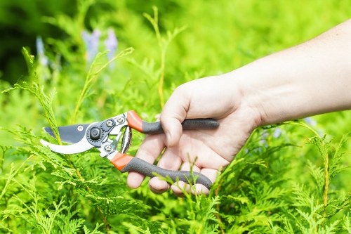 Seasonal lawn care in Aldgate with fresh grass growth