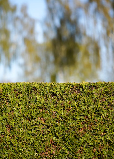 A close-up view of a neatly trimmed garden hedge comprising dense, green foliage with small, pointed leaves. The hedge has a flat, even top edge indicating recent hedge trimming work. Behind the hedge