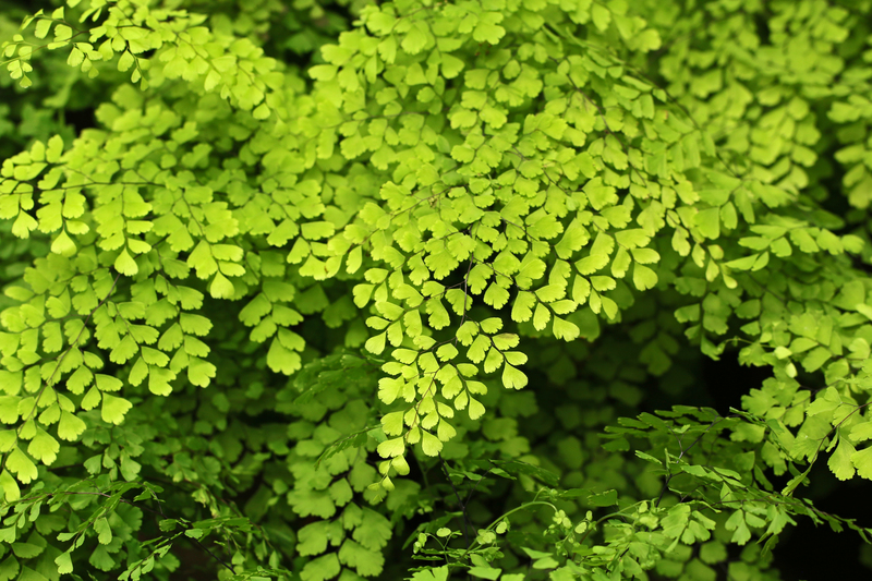 garden design garden